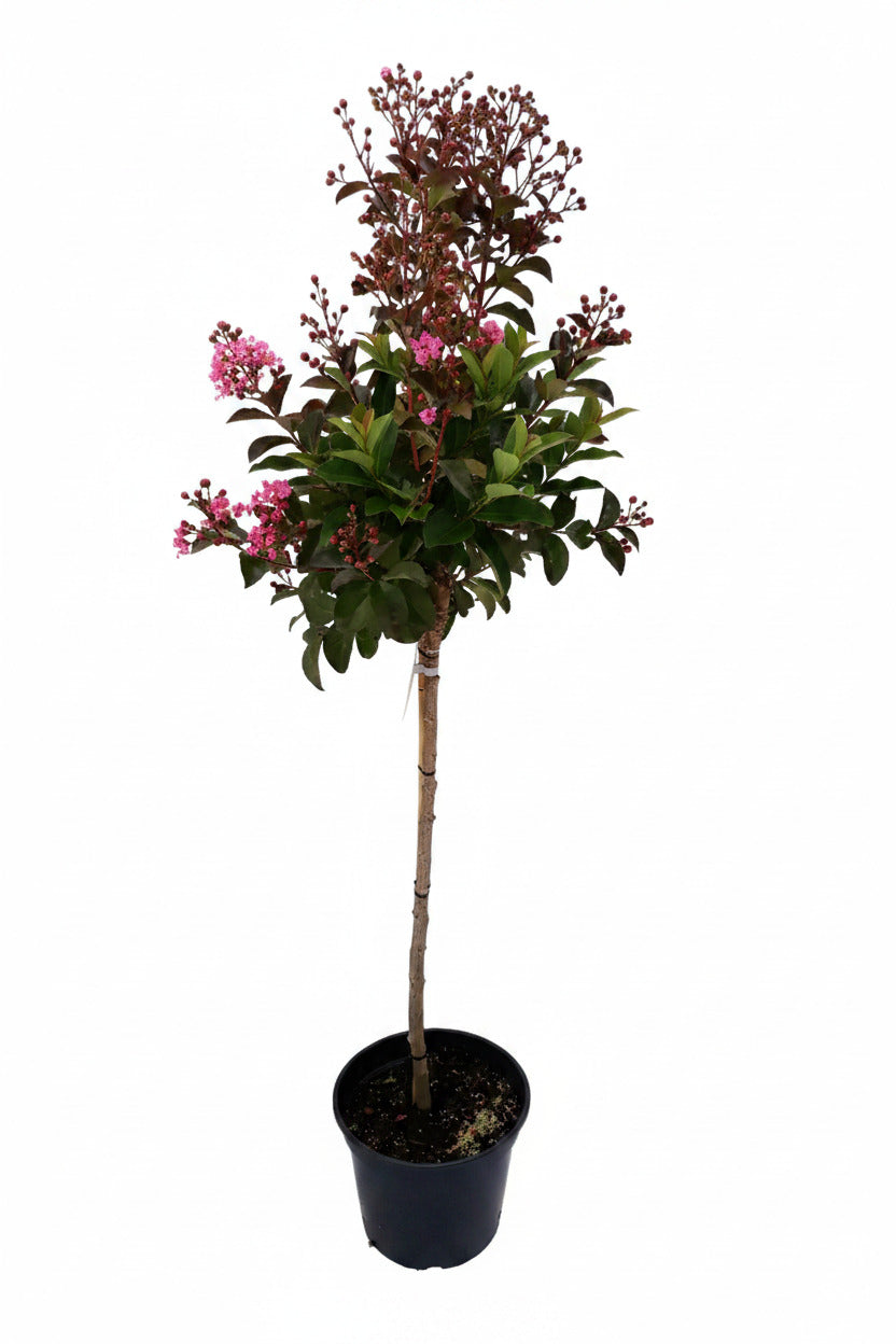 Lagerstroemia 'Rhapsodie in Pink' - Stämmchen - 140–150 cm – Kreppmyrte - pinke Blüten - winterhart - mediterraner Zierbaum