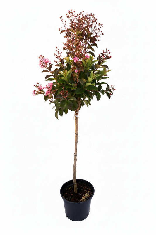Lagerstroemia indica 'Rhapsodie in Pink' - Stämmchen - 140–150 cm – Kreppmyrte - pinke Blüten - winterhart - mediterraner Zierbaum