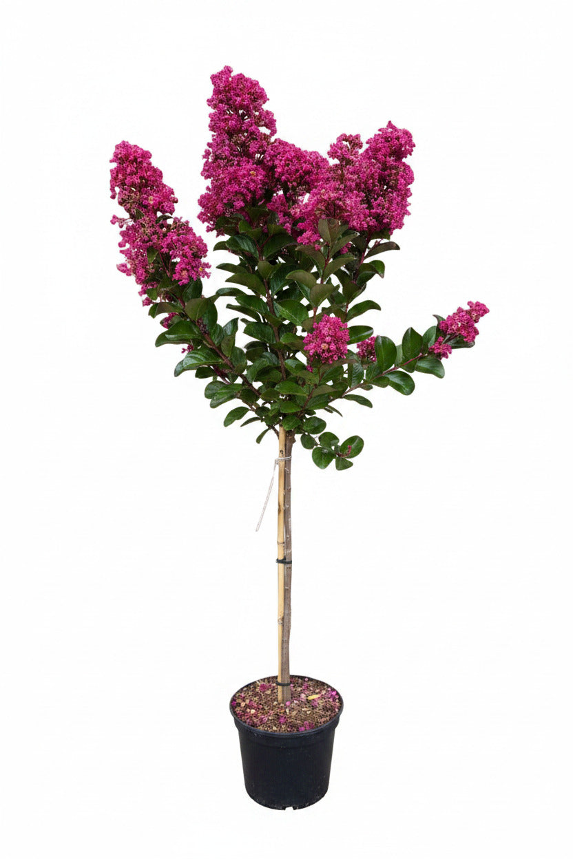 Lagerstroemia indica 'Berry Dazzle' Stämmchen 140–150 cm – Kreppmyrte – leuchtend pinke Blüten