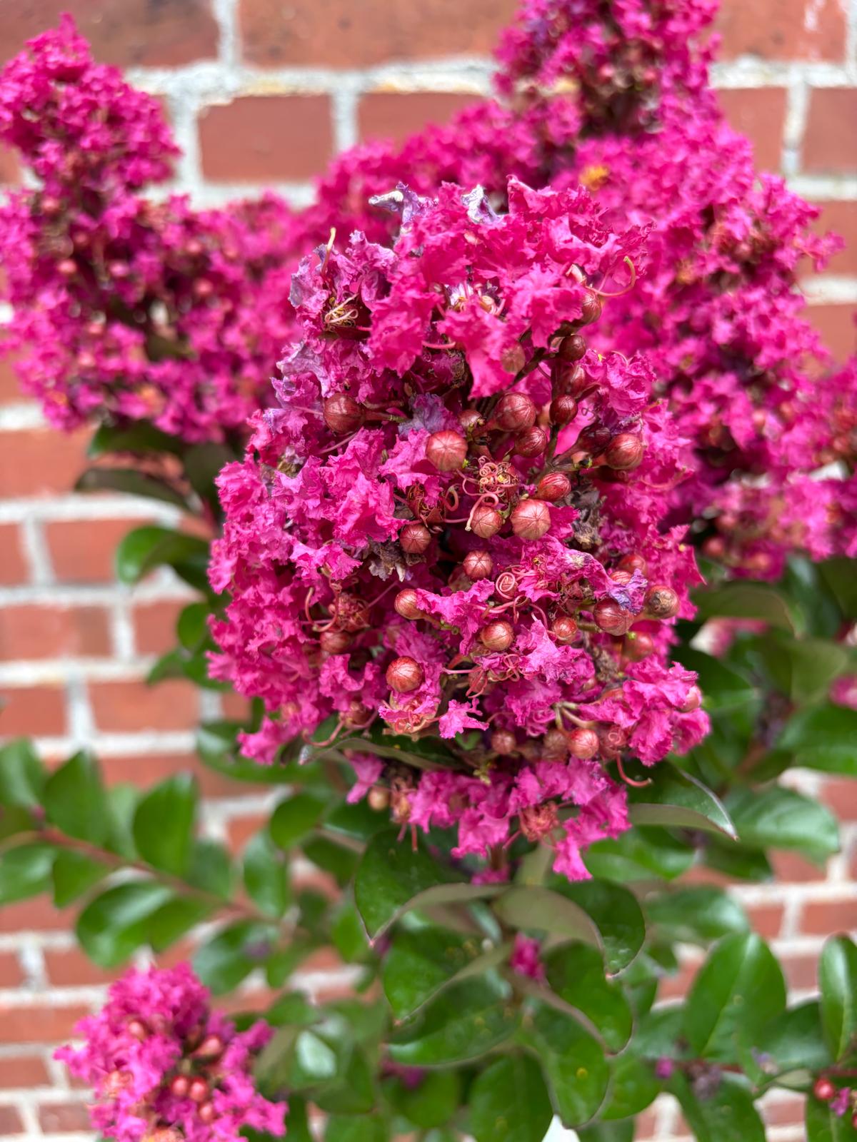 Lagerstroemia indica 'Berry Dazzle' Stämmchen 140–150 cm – Kreppmyrte – leuchtend pinke Blüten