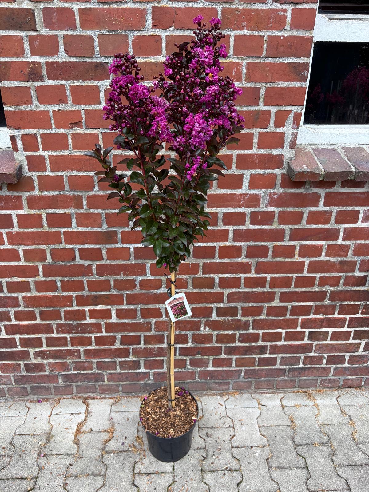 Lagerstroemia indica 'Rhapsodie in Blue' – Kreppmyrte Stämmchen 140–150 cm – blau-violette Blüten