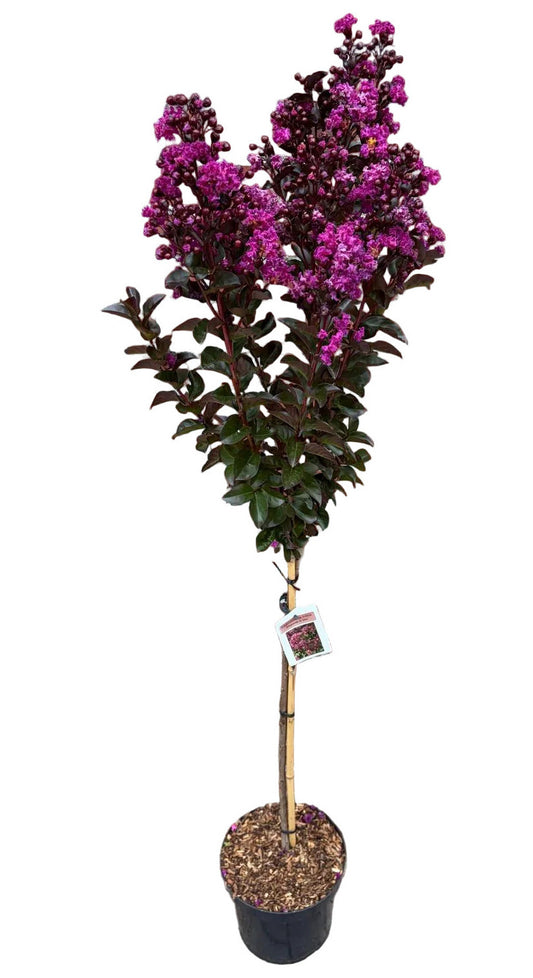 Lagerstroemia indica 'Rhapsodie in Blue' – Kreppmyrte Stämmchen 140–150 cm – blau-violette Blüten