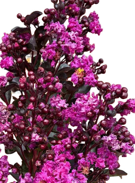 Lagerstroemia indica 'Rhapsodie in Blue' – Kreppmyrte Stämmchen 140–150 cm – blau-violette Blüten