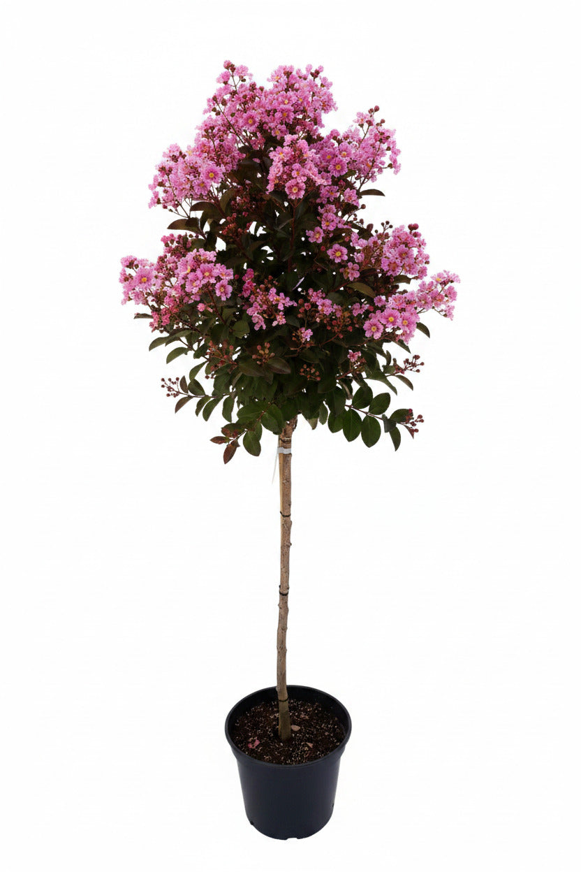 Lagerstroemia 'Rhapsodie in Pink' - Stämmchen - 140–150 cm – Kreppmyrte - pinke Blüten - winterhart - mediterraner Zierbaum