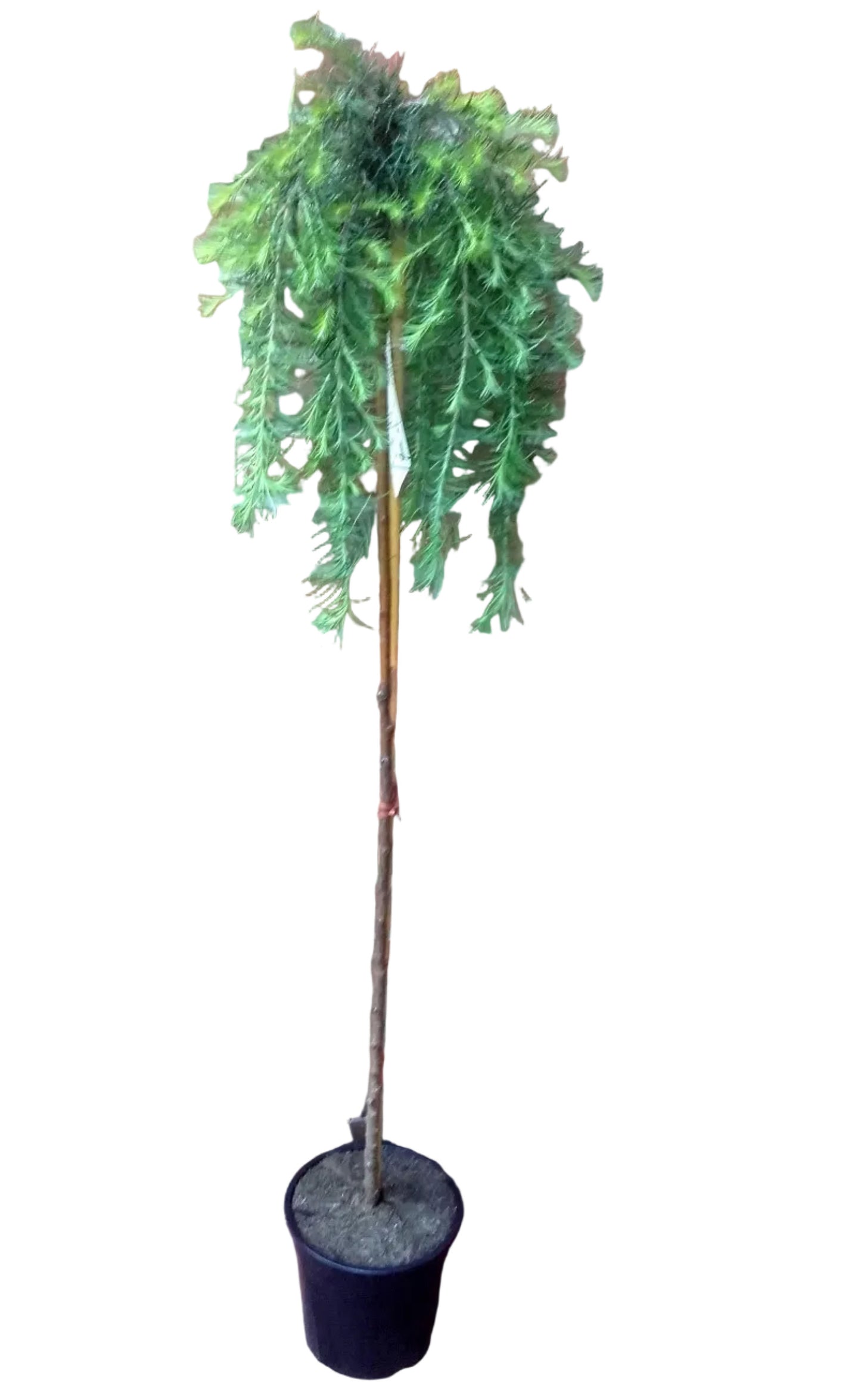 Larix decidua 'Stiff Weeper' Hängelärche Stämmchen 160–170 cm | Stammhöhe 125 cm | Winterhart & robust | Dekorativer Nadelbaum für Garten & Terrasse