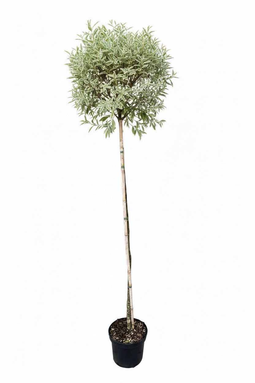 Liguster Stamm mit weißgerandeten Blatt -  170-180 cm - Winterhartes immergrünes Stämmchen - Stammhöhe 120 cm - Kugelstamm für Garten & Kübel