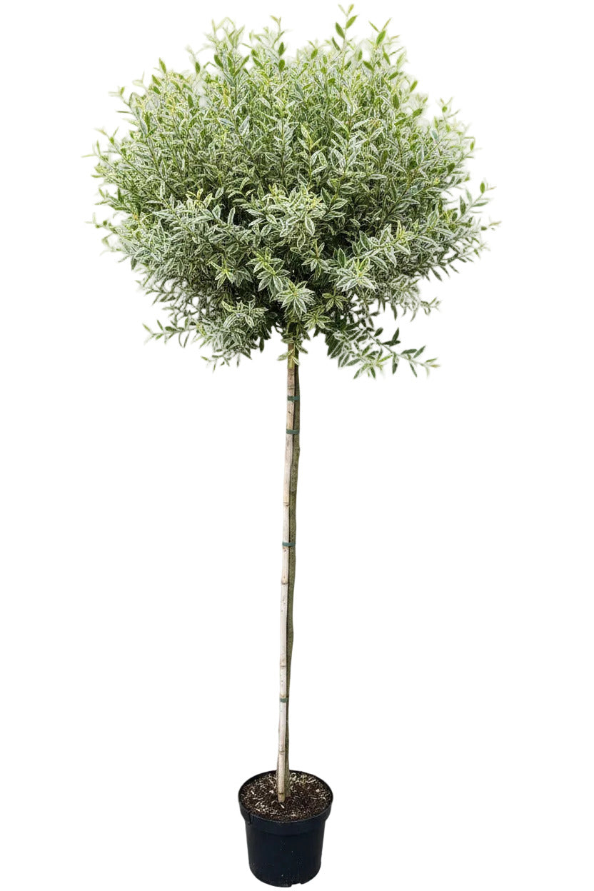 Liguster Stamm mit weißgerandeten Blatt -  170-180 cm - Winterhartes immergrünes Stämmchen - Stammhöhe 120 cm - Kugelstamm für Garten & Kübel