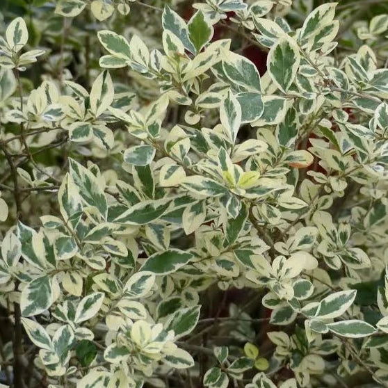 Liguster Stamm mit weißgerandeten Blatt -  170-180 cm - Winterhartes immergrünes Stämmchen - Stammhöhe 120 cm - Kugelstamm für Garten & Kübel