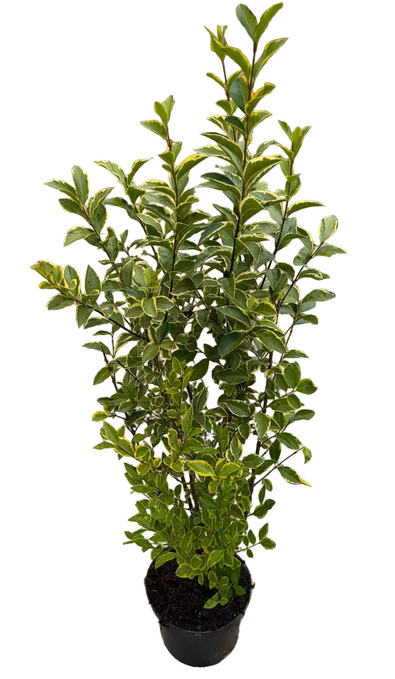 10 Goldliguster - Heckenpflanzen Set - Ligustrum ovalifolium Aureum 80-100 cm
