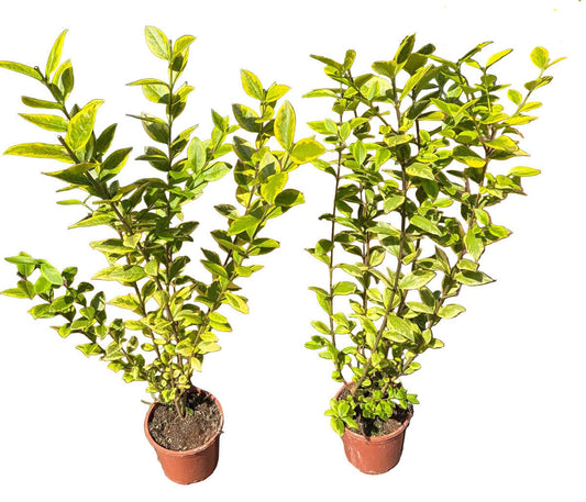 Goldliguster Heckenpflanzen - Ligustrum ovalifolium Aureum - 20 Pflanzen - 40-50 cm