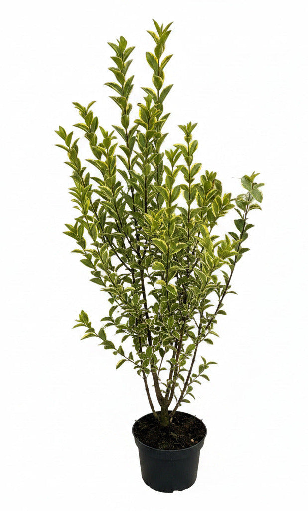 10 Goldliguster - Heckenpflanzen Set - Ligustrum ovalifolium Aureum 80-100 cm