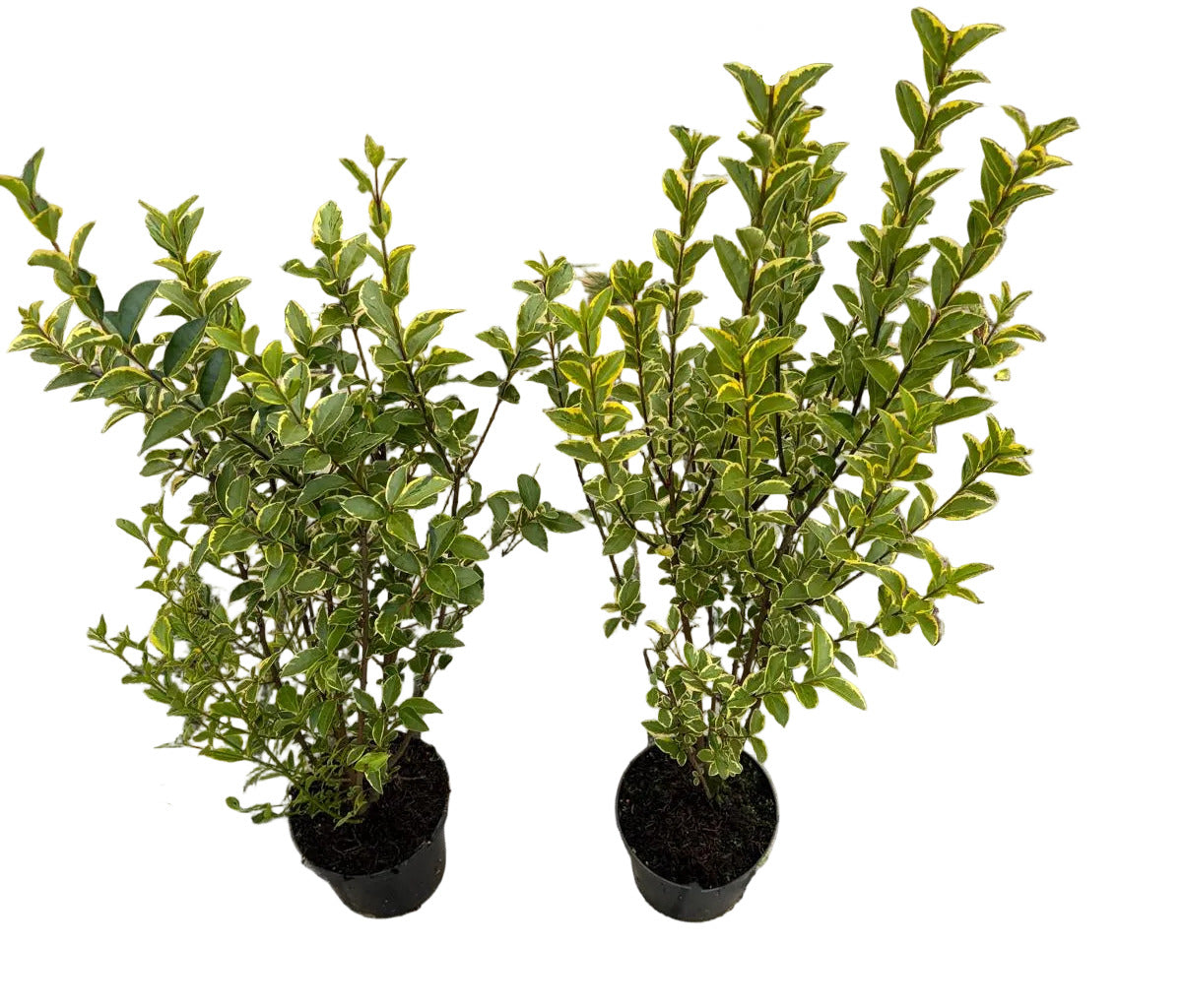 10 Goldliguster - Heckenpflanzen Set - Ligustrum ovalifolium Aureum 80-100 cm