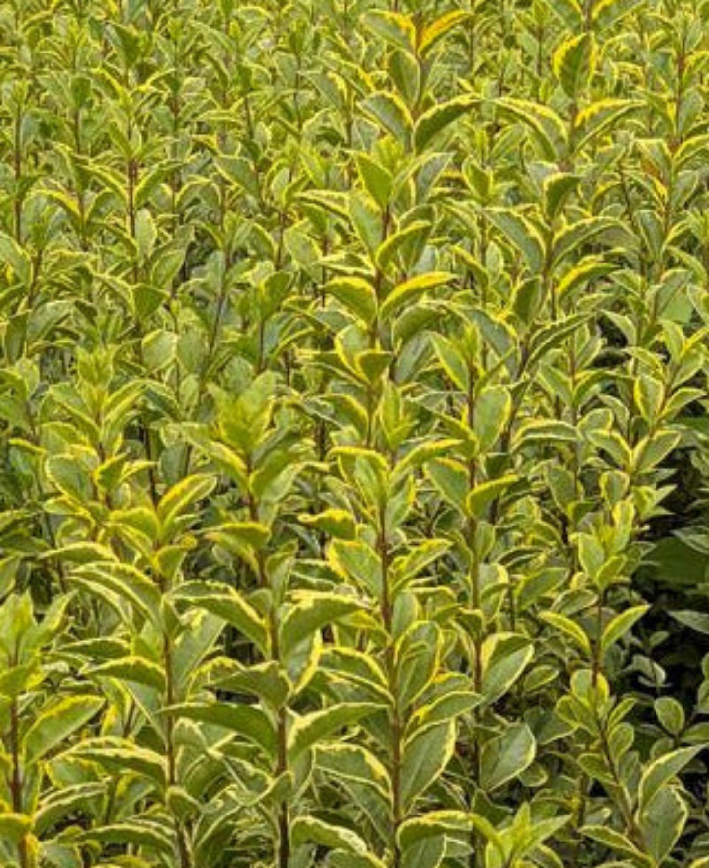 Ligustrum ovalifolium 'Aureum' Goldliguster Stämmchen 170–180 cm – gelbgrün - Stammhöhe 110 cm