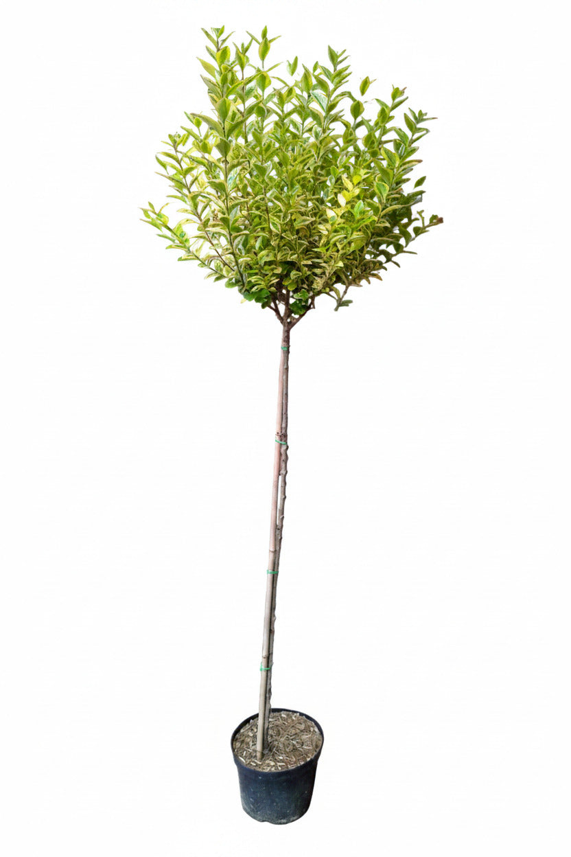 Ligustrum ovalifolium 'Aureum' Goldliguster Stämmchen 170–180 cm – gelbgrün - Stammhöhe 110 cm