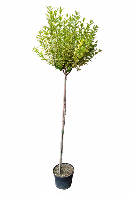 Ligustrum ovalifolium 'Aureum' Goldliguster Stämmchen 170–180 cm – gelbgrün - Stammhöhe 110 cm