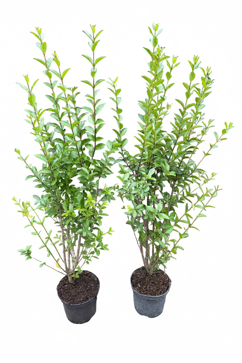 10 Ligustrum atrovirens Heckenpflanzen 80–100 cm im 3 Liter Topf – Wintergrüner Liguster