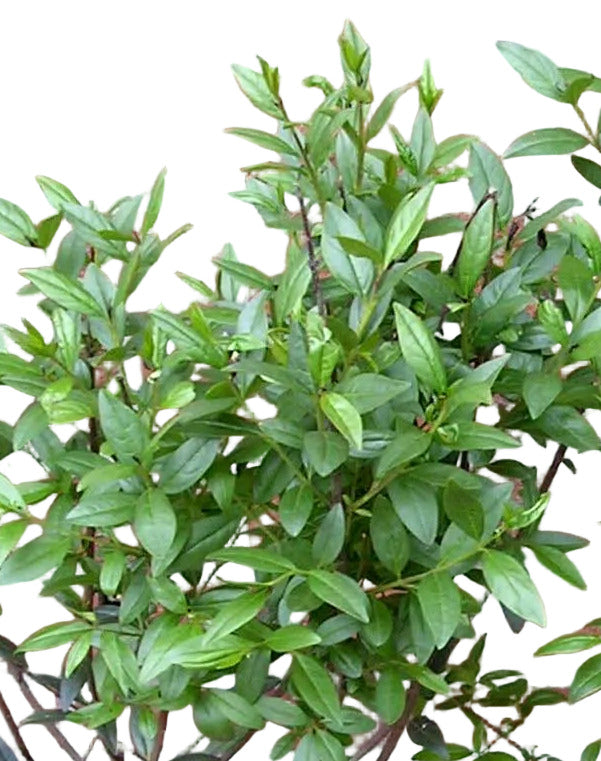 10 Ligustrum atrovirens Heckenpflanzen 80–100 cm im 3 Liter Topf – Wintergrüner Liguster