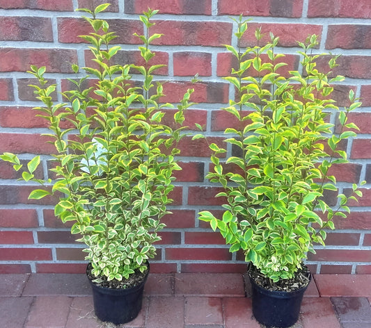 10 Goldliguster - Heckenpflanzen Set - Ligustrum ovalifolium Aureum 60-80 cm