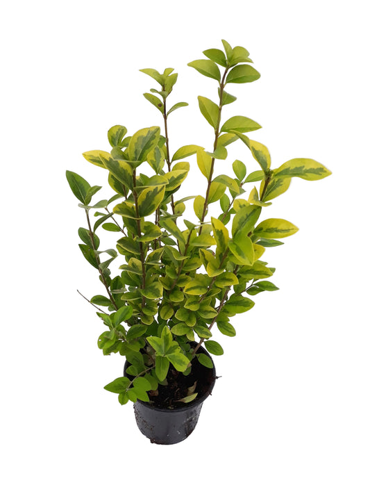 Goldliguster Heckenpflanzen Set | Ligustrum ovalifolium Aureum | 20 Pflanzen | 40-50 cm
