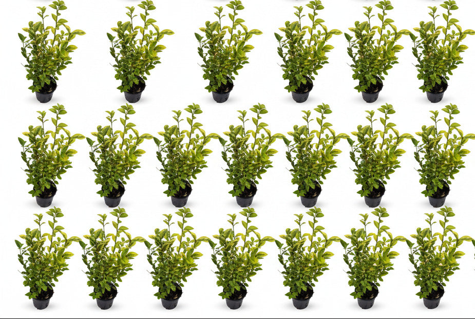 Goldliguster Heckenpflanzen - Ligustrum ovalifolium Aureum - 20 Pflanzen - 40-50 cm