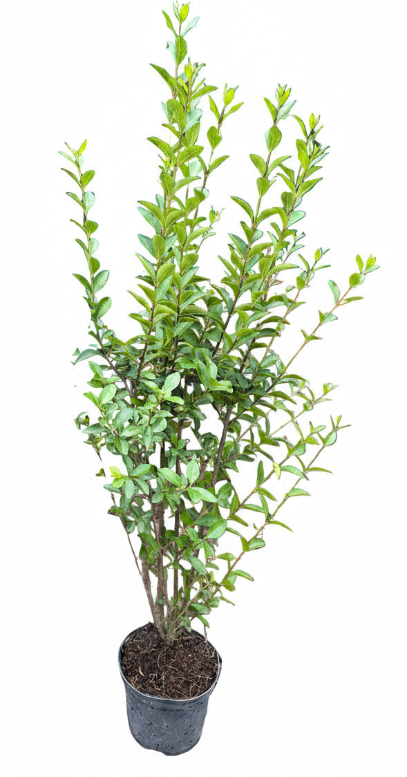 10 Ligustrum atrovirens Heckenpflanzen 80–100 cm im 3 Liter Topf – Wintergrüner Liguster