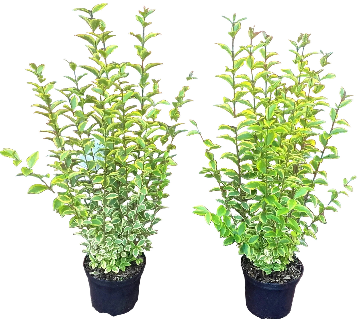 10 Goldliguster - Heckenpflanzen Set - Ligustrum ovalifolium Aureum 60-80 cm