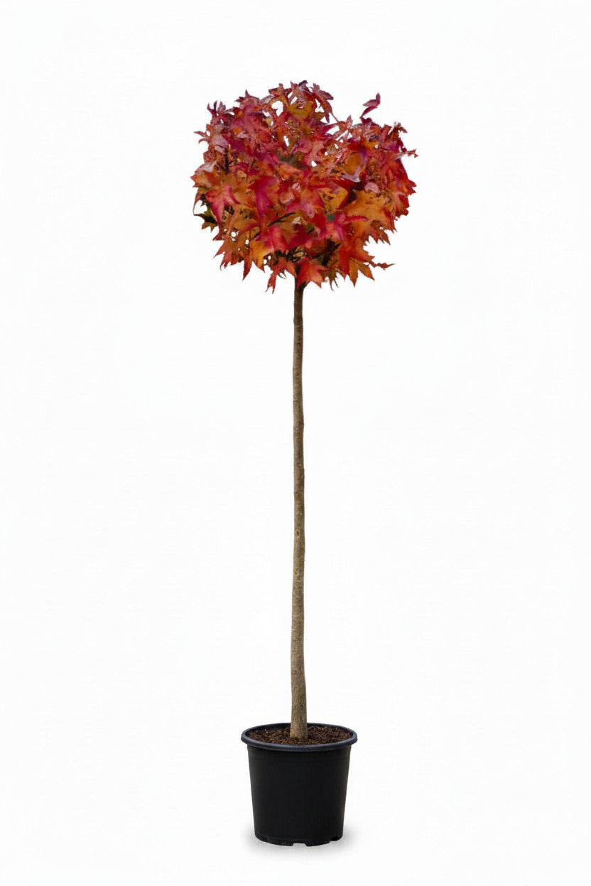 Liquidambar styraciflua „Gumball“ – Kugel-Amberbaum Hochstamm 170–180 cm | Stammhöhe 120 cm | Winterhart