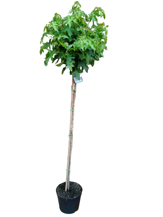 Liquidambar styraciflua „Gumball“ – Kugel-Amberbaum Hochstamm 170–180 cm | Stammhöhe 120 cm | Winterhart