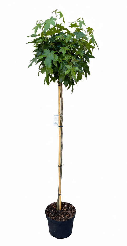 Liquidambar styraciflua „Gumball“ – Kugel-Amberbaum Hochstamm 170–180 cm | Stammhöhe 120 cm | Winterhart