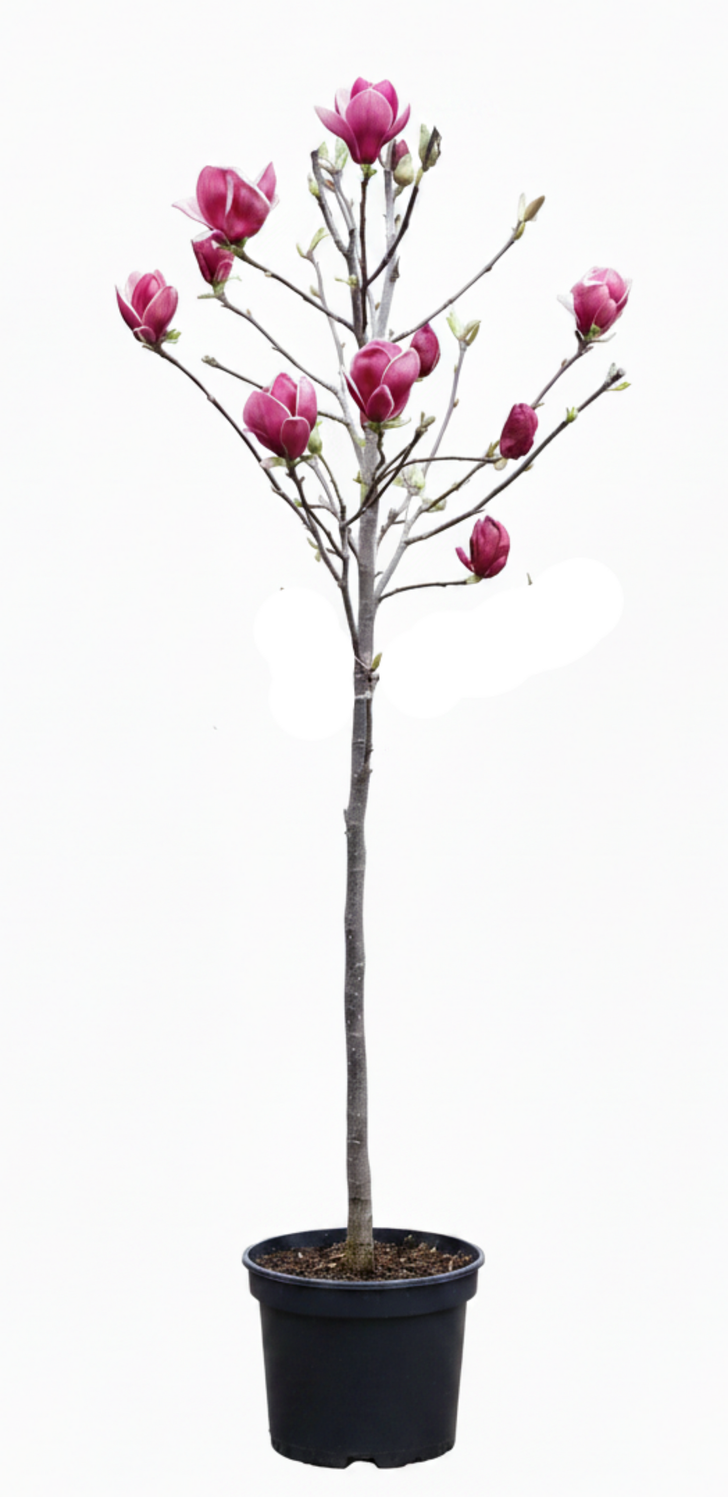 Magnolia soulangiana Genie –  Hochstamm - Rote Tulpen-Magnolia 180-190 cm