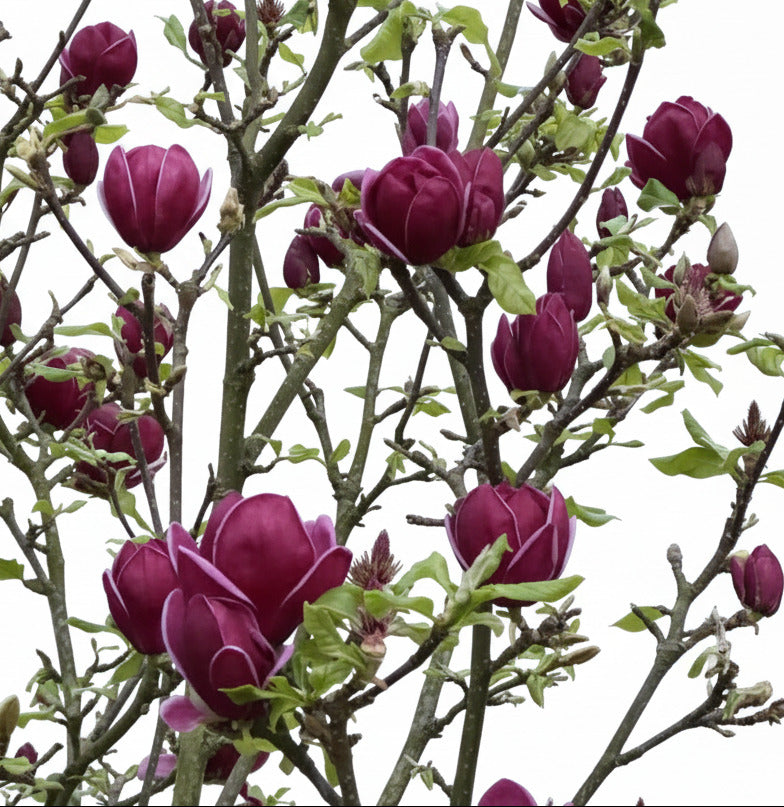 Magnolia soulangiana Genie –  Hochstamm - Rote Tulpen-Magnolia 180-190 cm
