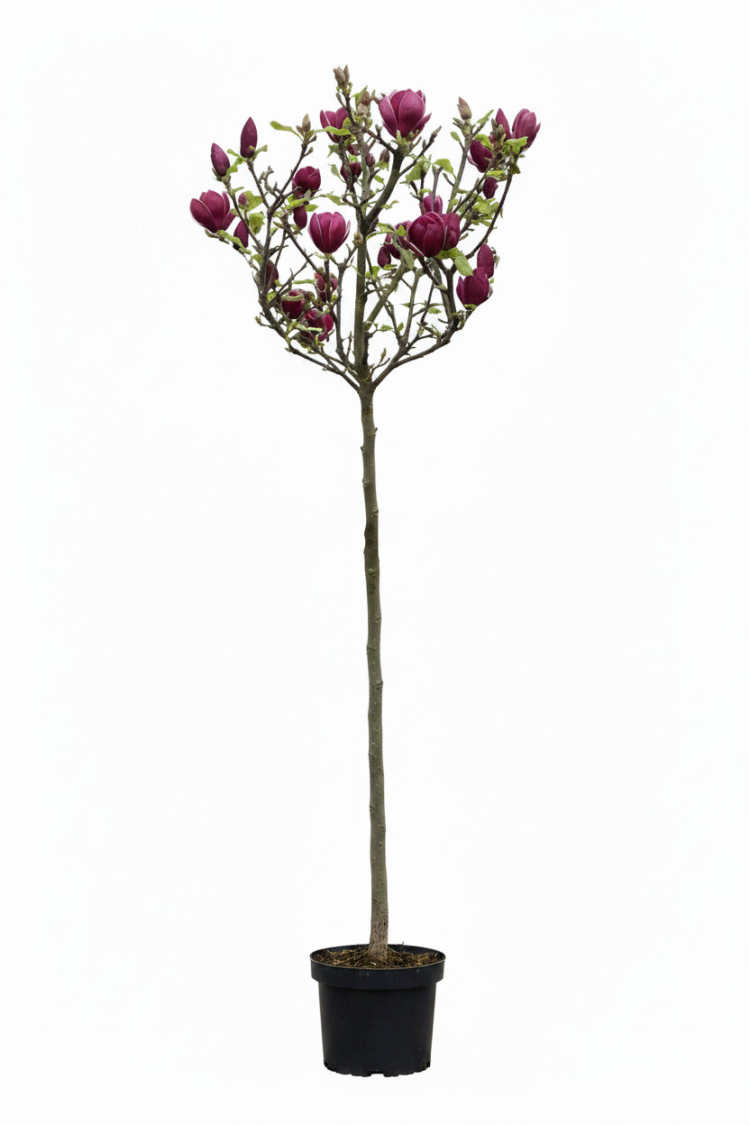 Magnolia soulangiana Genie –  Hochstamm - Rote Tulpen-Magnolia 180-190 cm