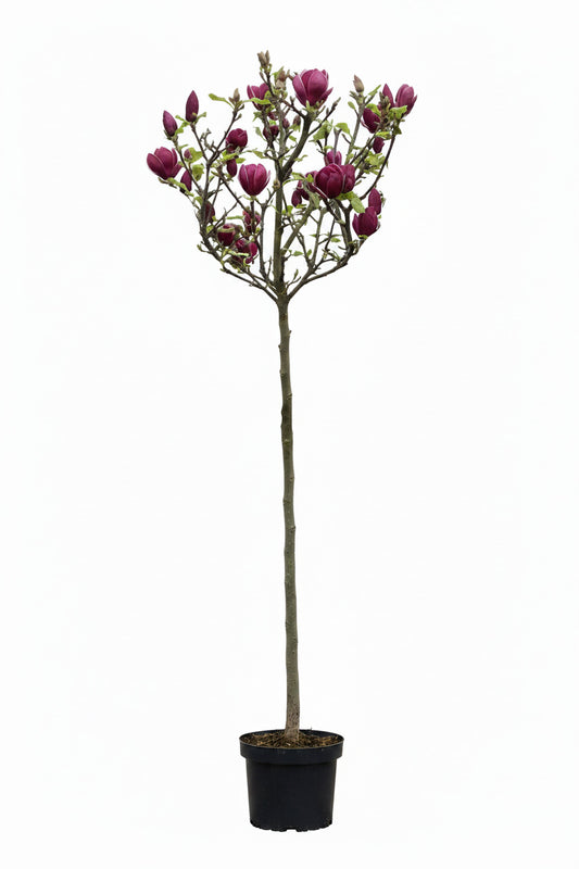 Magnolia soulangiana Genie –  Hochstamm - Rote Tulpen-Magnolia 180-190 cm