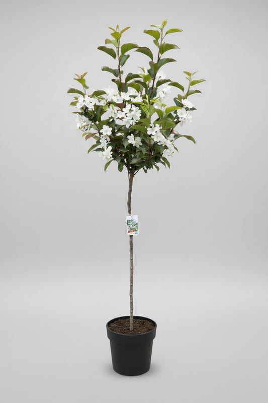 Malus 'Evereste' – Zierapfel mit prachtvoller Blüte und dekorativen Früchten 180-190 cm