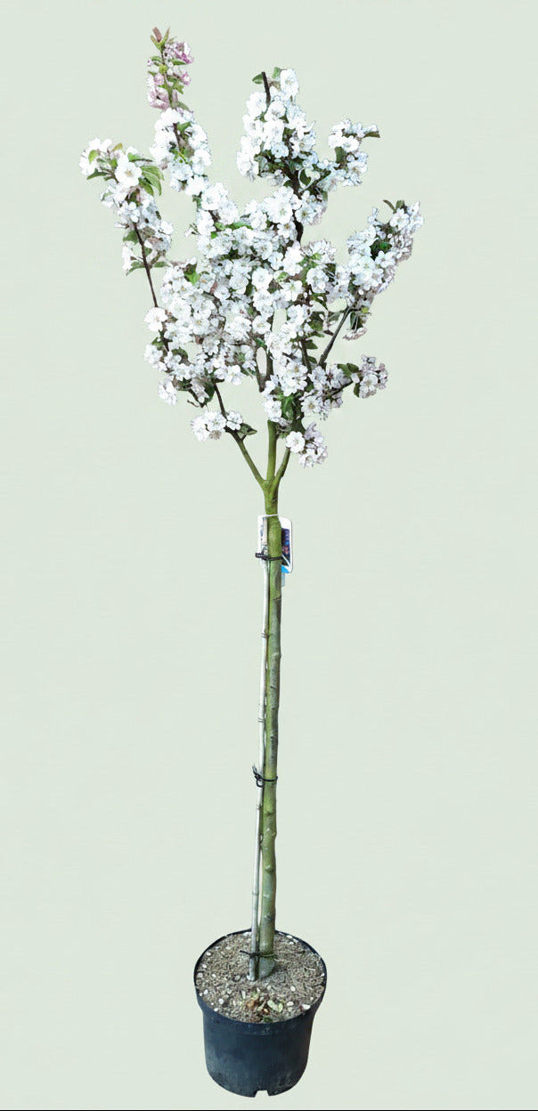 Malus 'Evereste' – Zierapfel mit prachtvoller Blüte und dekorativen Früchten 180-190 cm