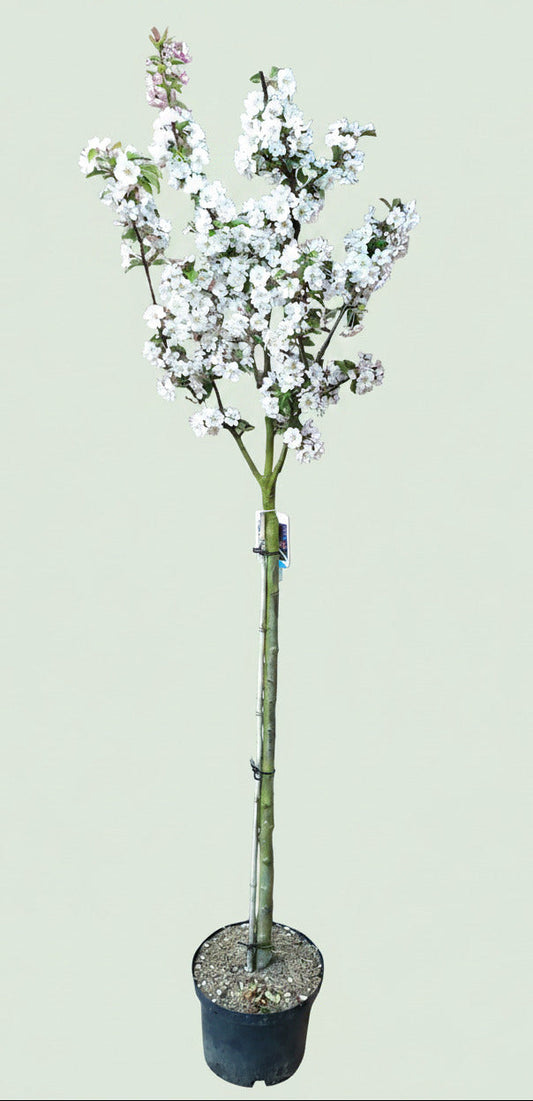 Malus 'Evereste' – Zierapfel mit prachtvoller Blüte und dekorativen Früchten 180-190 cm