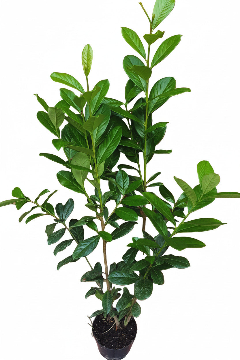 Kirschlorbeer Pflanze, Prunus Novita, Pflanzenhöhe: 80-100 cm – Heckenpflanze immergrün und winterhart