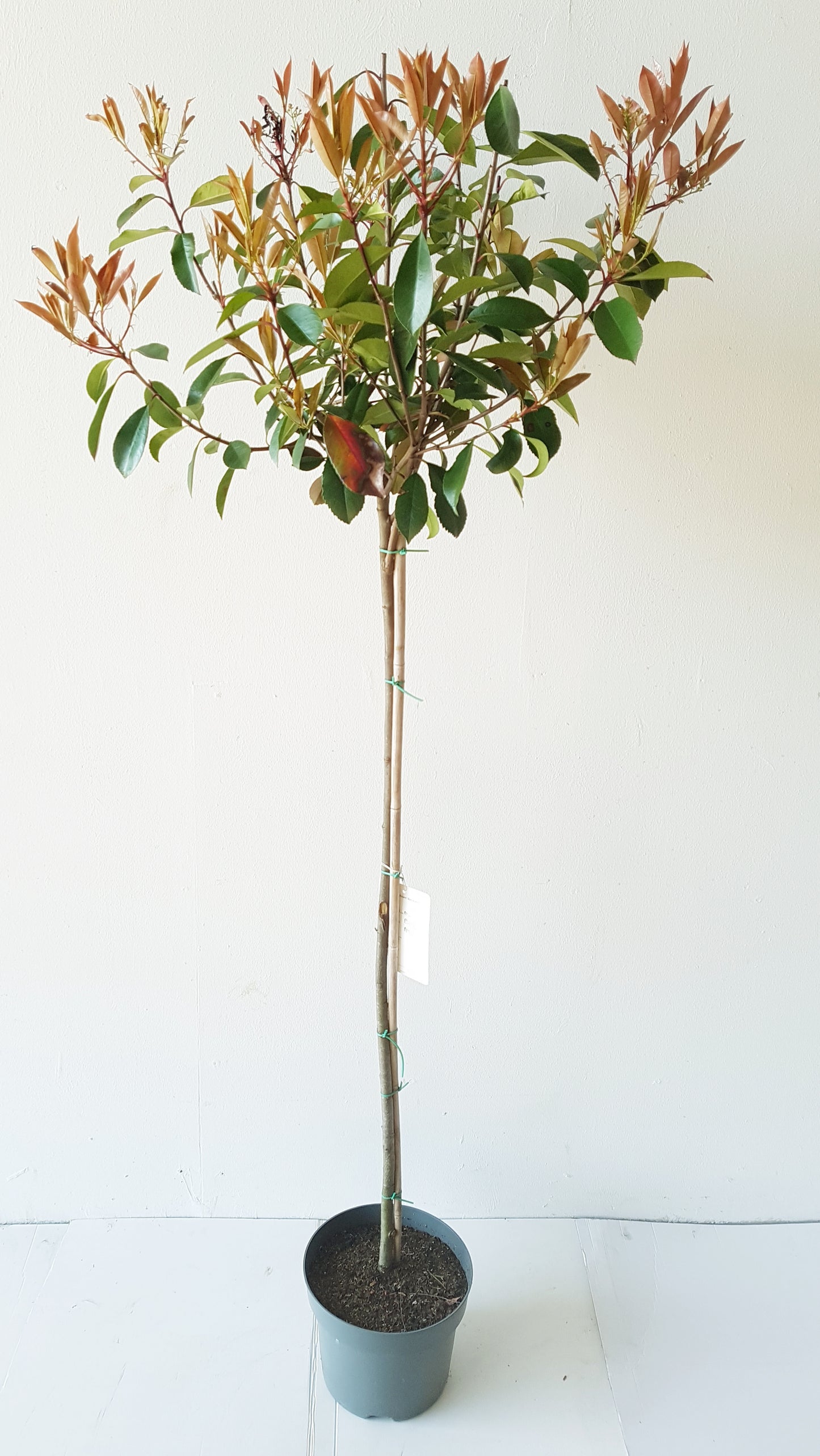 Photinia fraseri 'Red Robin' Stämmchen – Höhe: 120-130 cm – Stammhöhe 80 cm - immergrün & winterhart