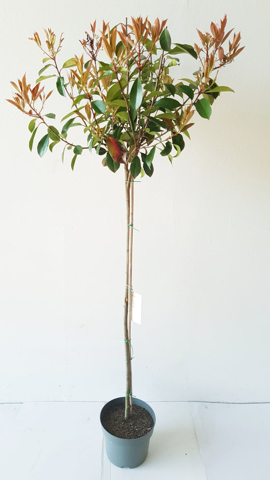 Photinia fraseri 'Red Robin' Stämmchen – Höhe: 120-130 cm – Stammhöhe 80 cm - immergrün & winterhart