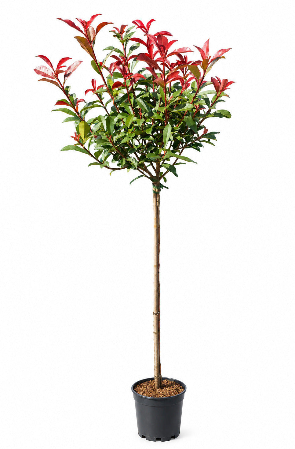 Photinia fraseri Carré Rouge 170-180 cm , Glanzmispel Hochstamm , roter Neuaustrieb, winterhart und immergrün