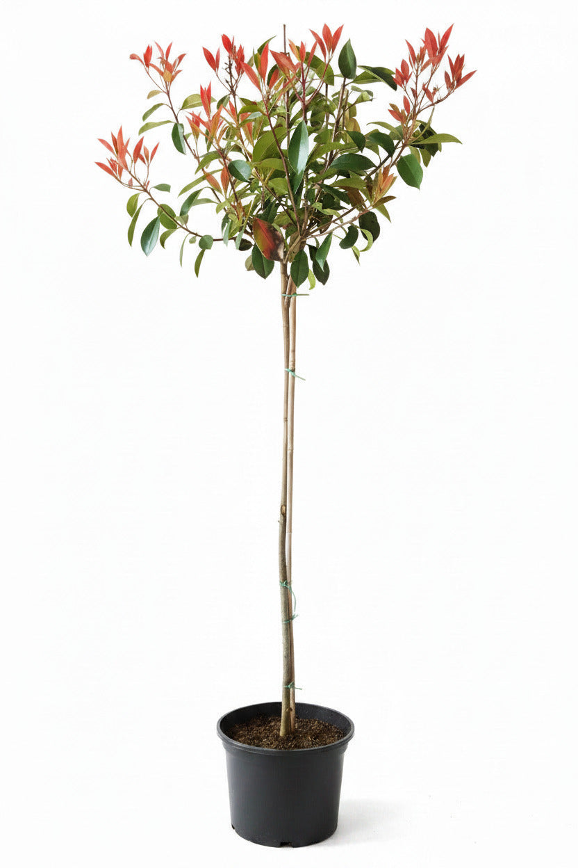 Glanzmispel Stämmchen - roter Austrieb – Höhe: 170-180 cm – Stammhöhe 120 cm - Photinia Red Robin - immergrün & winterhart