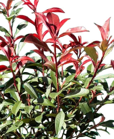 Photinia fraseri Carré Rouge 170-180 cm , Glanzmispel Hochstamm , roter Neuaustrieb, winterhart und immergrün