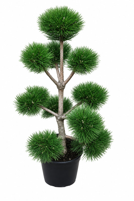 Gartenbonsai Pinus sylvestris 140–150 cm – Kiefer Bonsai PonPon, immergrün, winterhart, Formgehölz für Garten & Terrasse