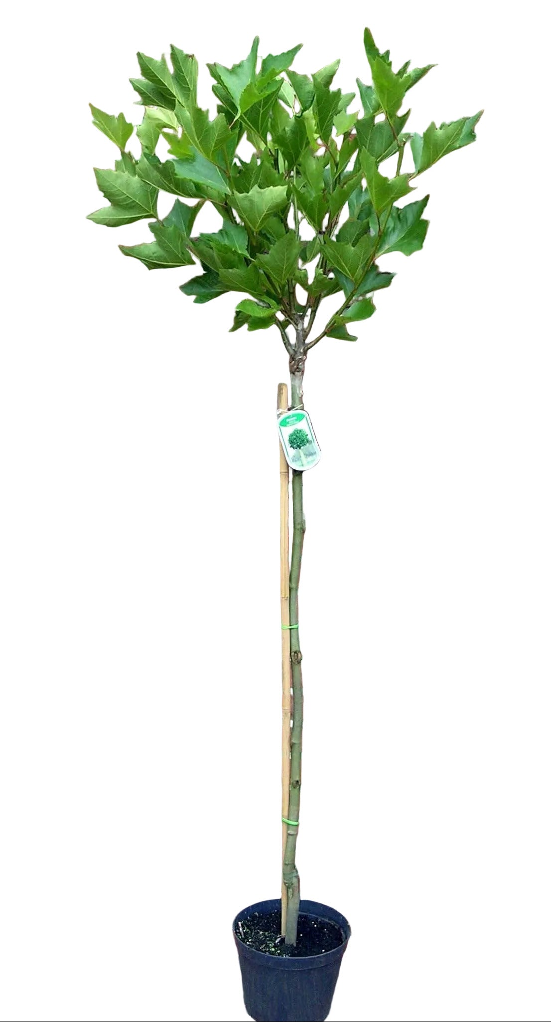 Platanus acerifolia 'Alphens Globe' – Kugelplatane 180-190 cm