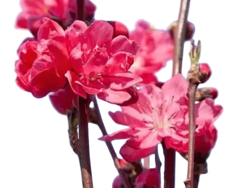 Prunus persica 'Taoflora Red' 170-180 cm – Blühendes Zierpfirsich Stämmchen - Stammhöhe 120 cm