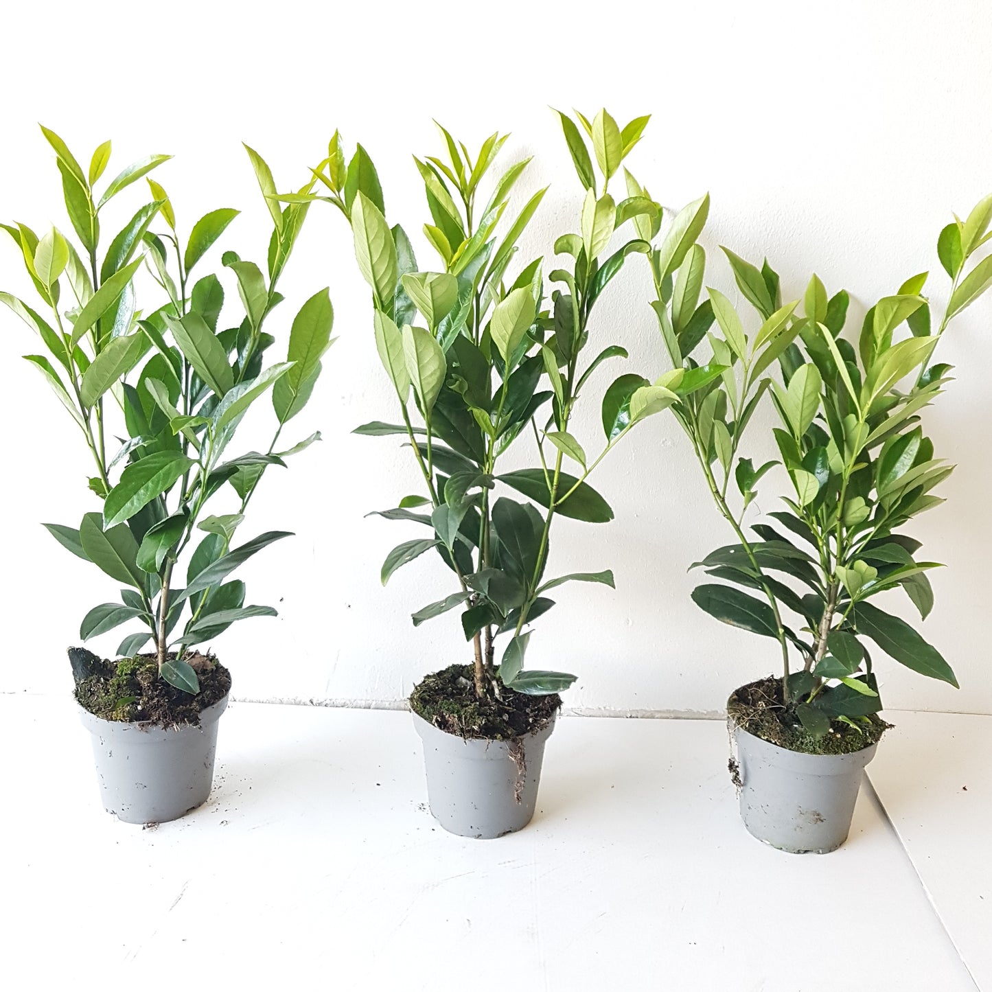 20x Kirschlorbeer Caucasica 30–40 cm im 1,3L Topf – Winterharte, Immergrüne Heckenpflanzen | Prunus laurocerasus Caucasica