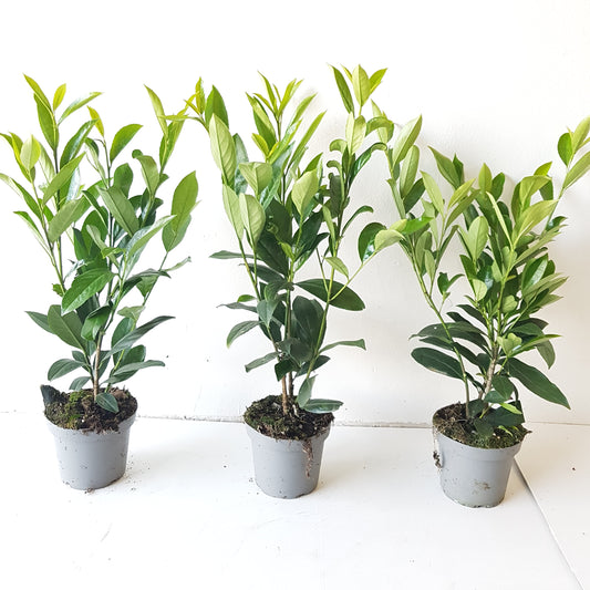 20x Kirschlorbeer Caucasica 30–40 cm im 1,3L Topf – Winterharte, Immergrüne Heckenpflanzen | Prunus laurocerasus Caucasica