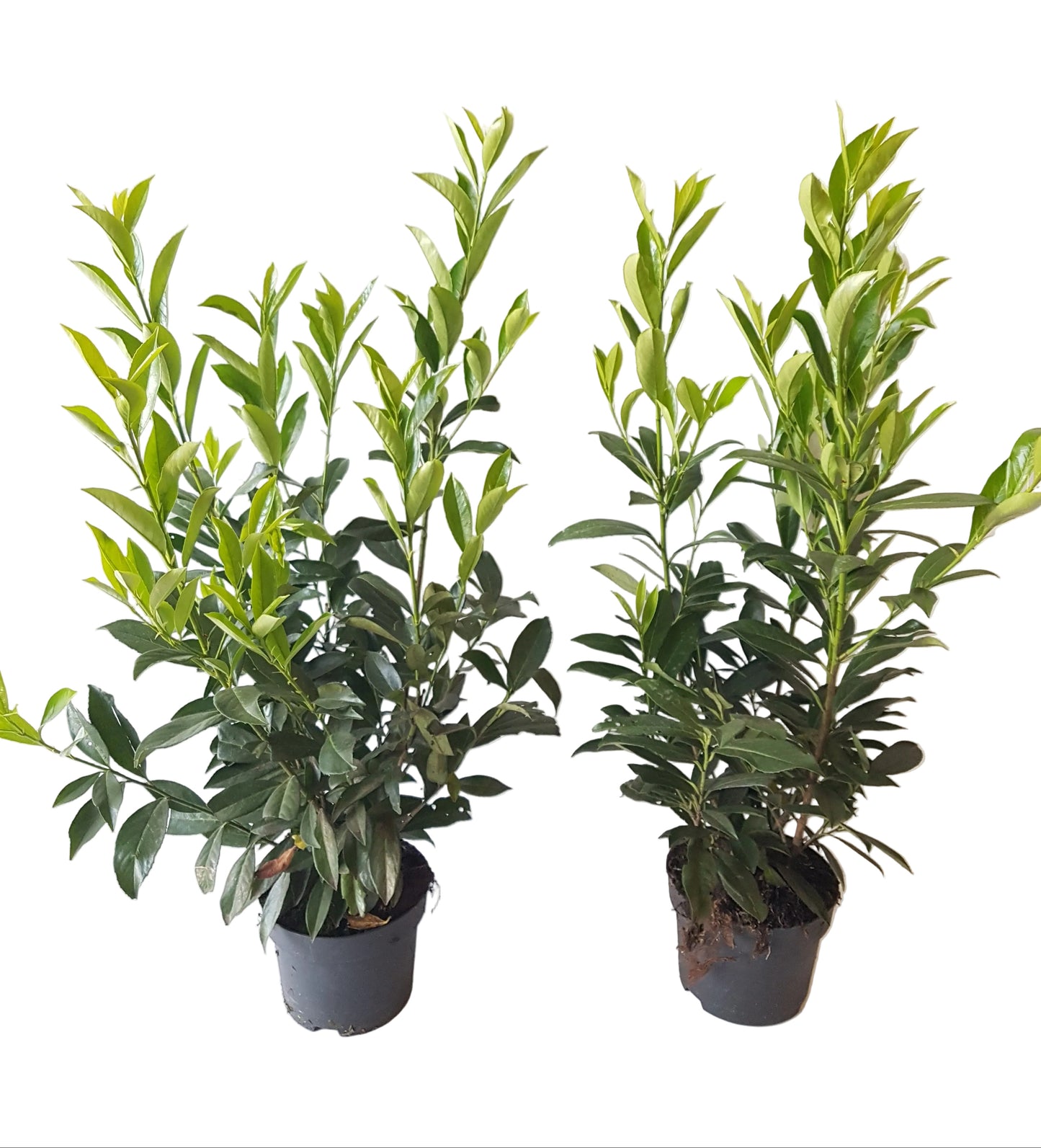 10x Kirschlorbeer Caucasica 60–80 cm im 3L Topf – Winterharte, Immergrüne Heckenpflanzen | Prunus laurocerasus Caucasica