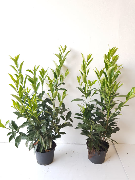 10x Kirschlorbeer Caucasica 60–80 cm im 3L Topf – Winterharte, Immergrüne Heckenpflanzen | Prunus laurocerasus Caucasica