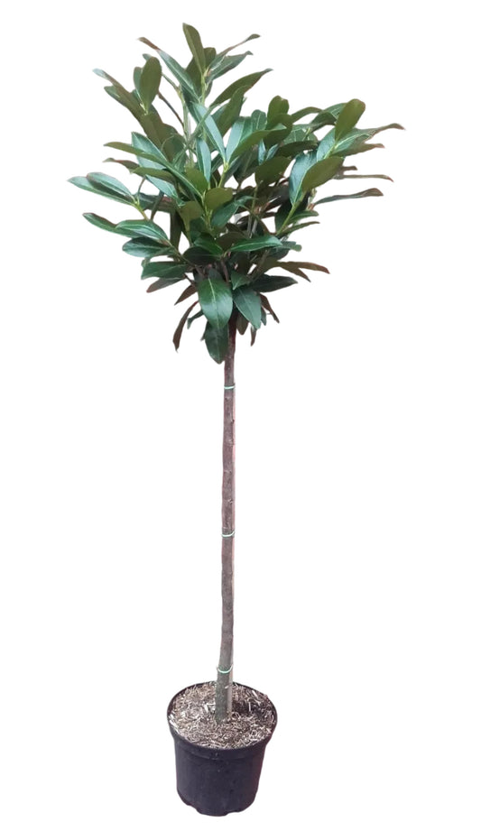 Prunus laurocerasus 'Caucasica' – Kirschlorbeer Stämmchen Hochstamm 120–130 cm | 80 cm Stammhöhe